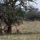 Geparden beobachten eine Herde Zebras