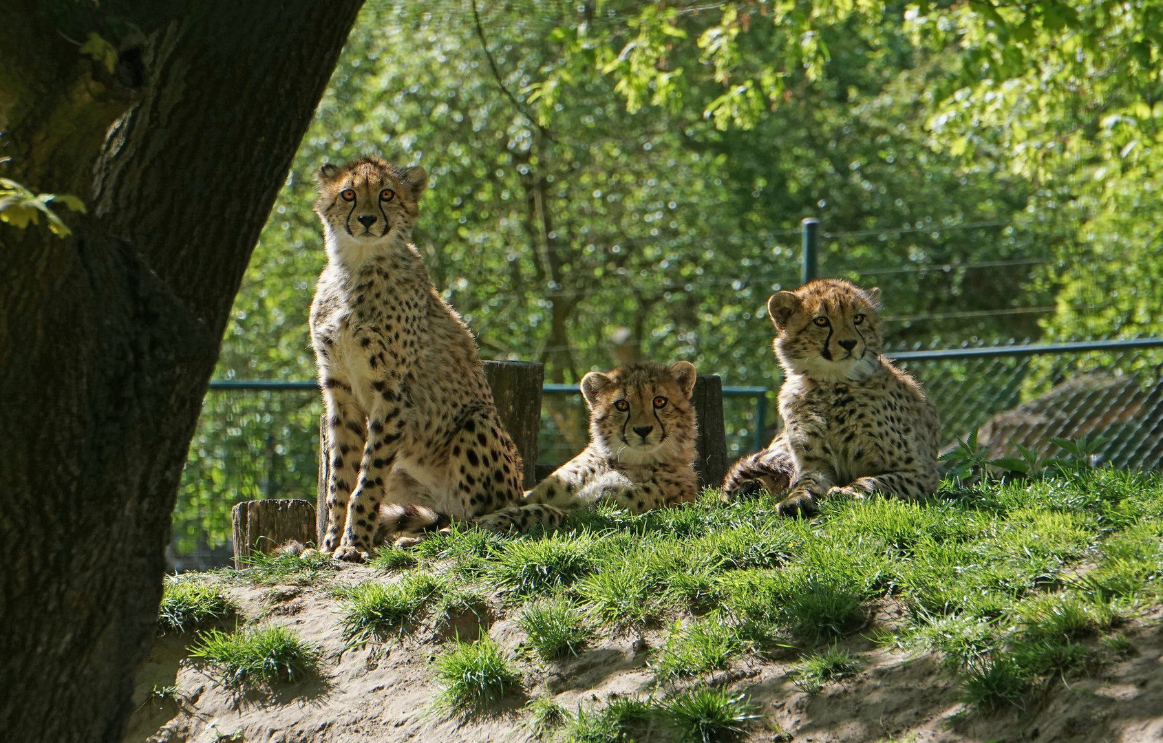 Geparden-Drillinge im Allwetterzoo Münster