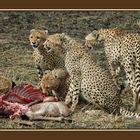 Geparden-Familie beim Lunch