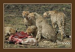 Geparden-Familie beim Lunch