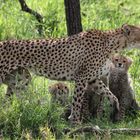 Geparden - Familie