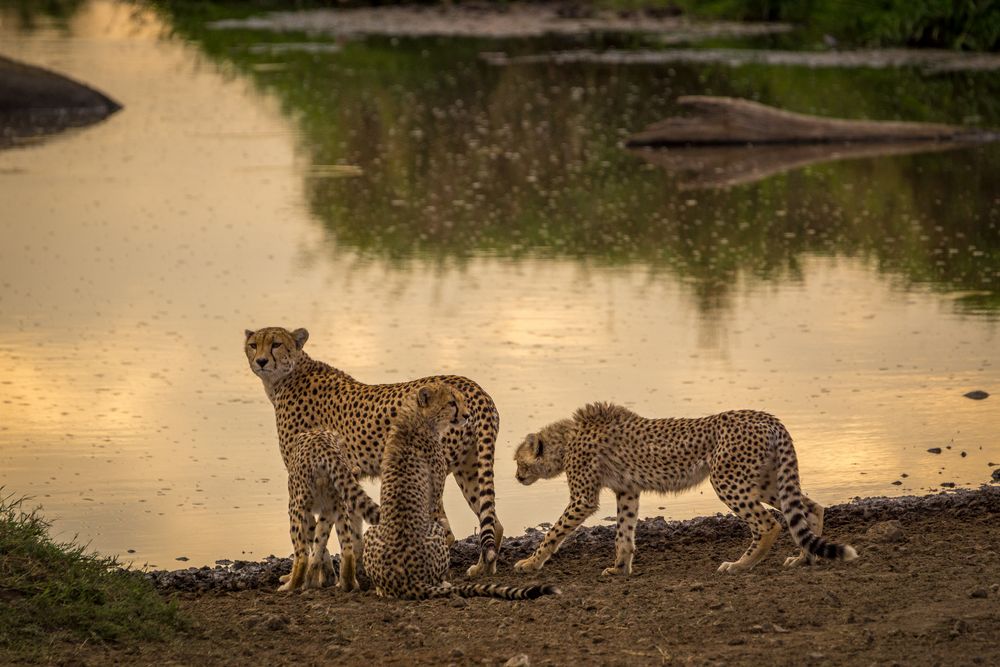 Geparden Family