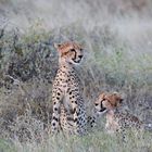 Geparden-Geschwister 1
