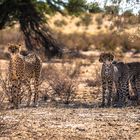 Geparden im Kgalgadi Transfrontier Park