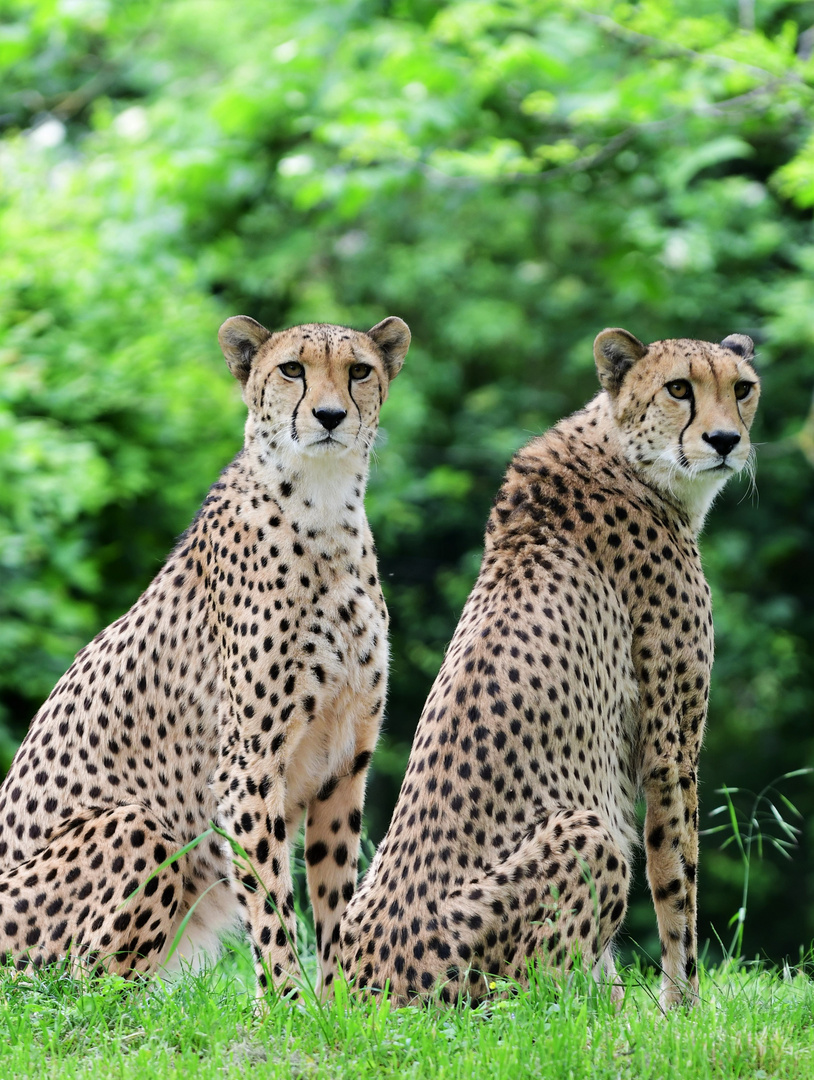 Geparden im Kölner Zoo