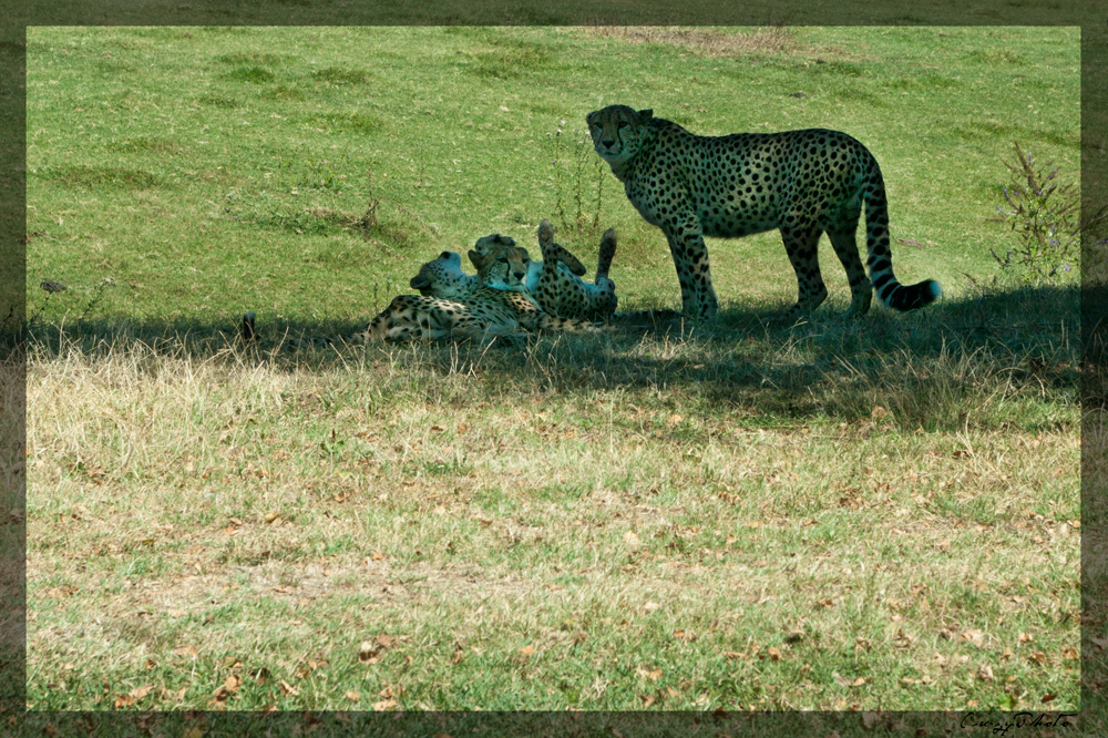 Geparden im Safari Park in Pombia