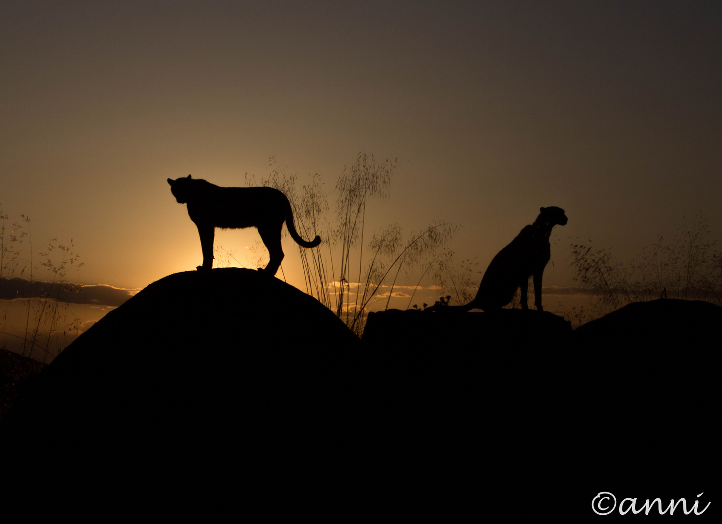 Geparden im Sonnenuntergang