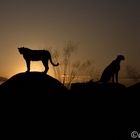 Geparden im Sonnenuntergang