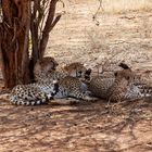 Geparden im Tarangire Nationalpark