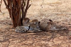 Geparden im Tarangire Nationalpark