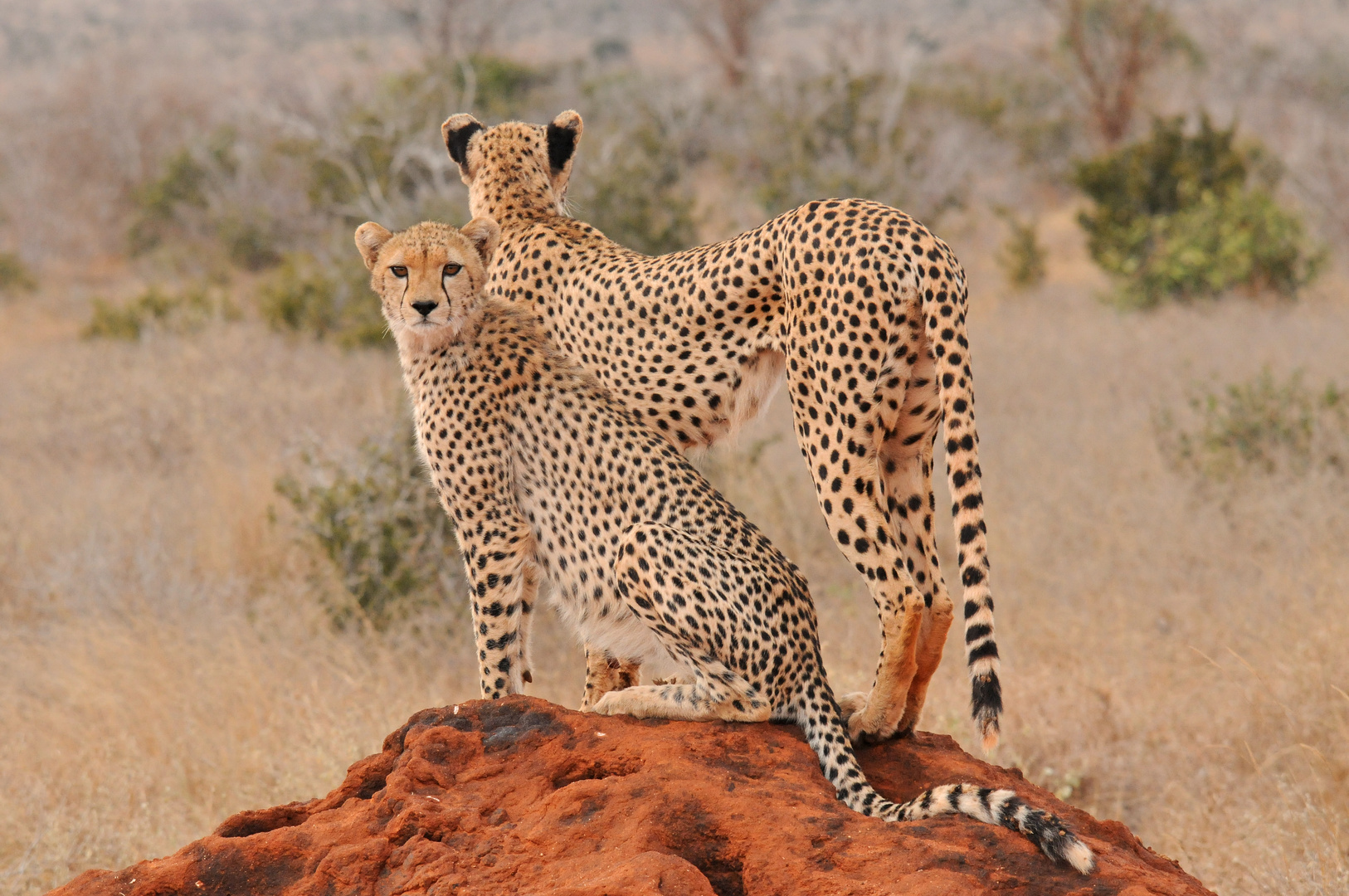 Geparden im Tsavo Ost Nationalpark Kenia