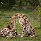 Geparden in der Masai Mara