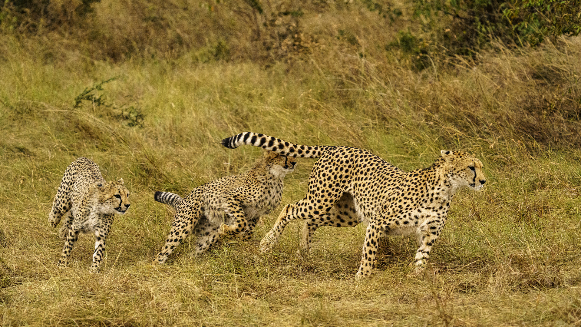 Geparden in der Massai Mara, 2021.08.01