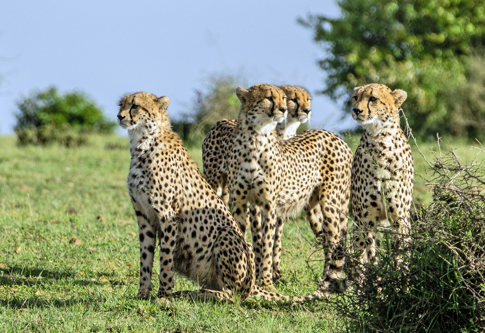 Geparden in der Massai Mara