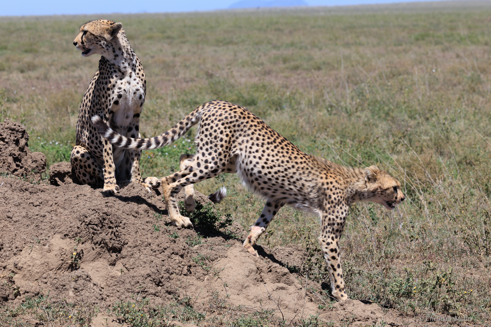 Geparden in der Serengeti