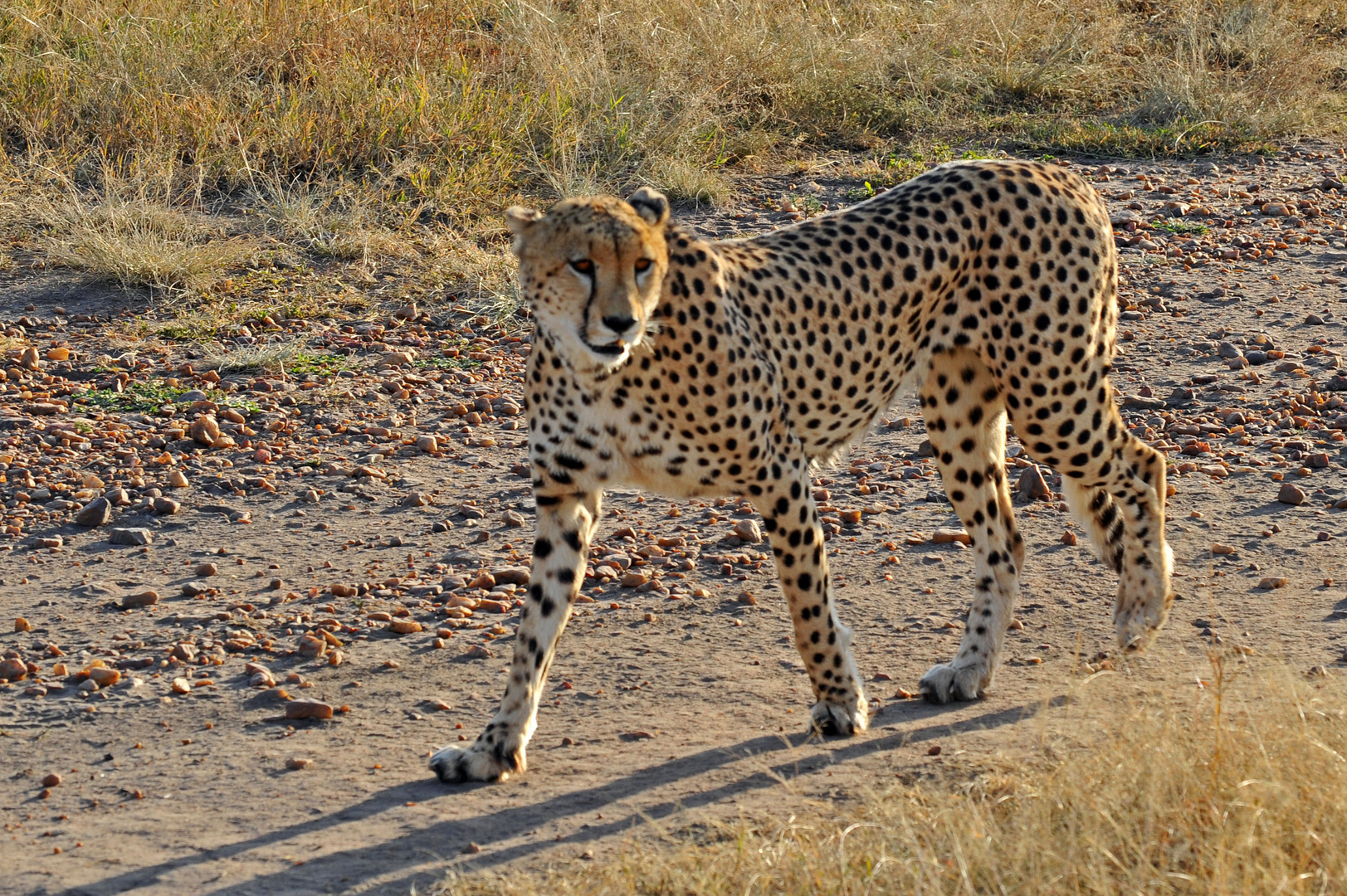 Geparden in Kenia/Tansania