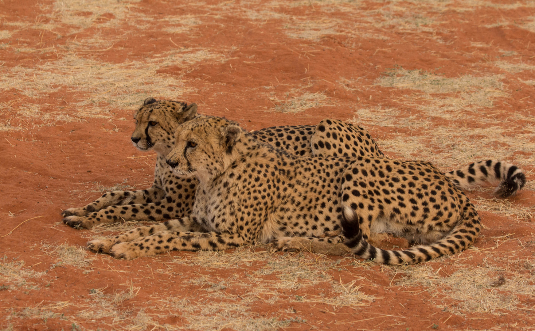 Geparden in Namibia