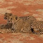 Geparden in Namibia