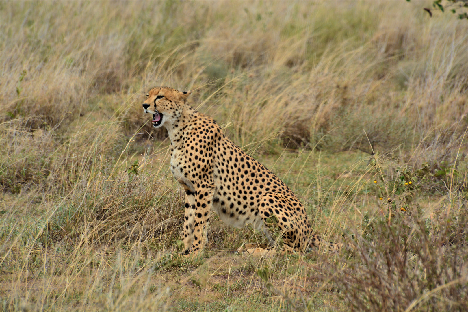 Geparden in Tanzania