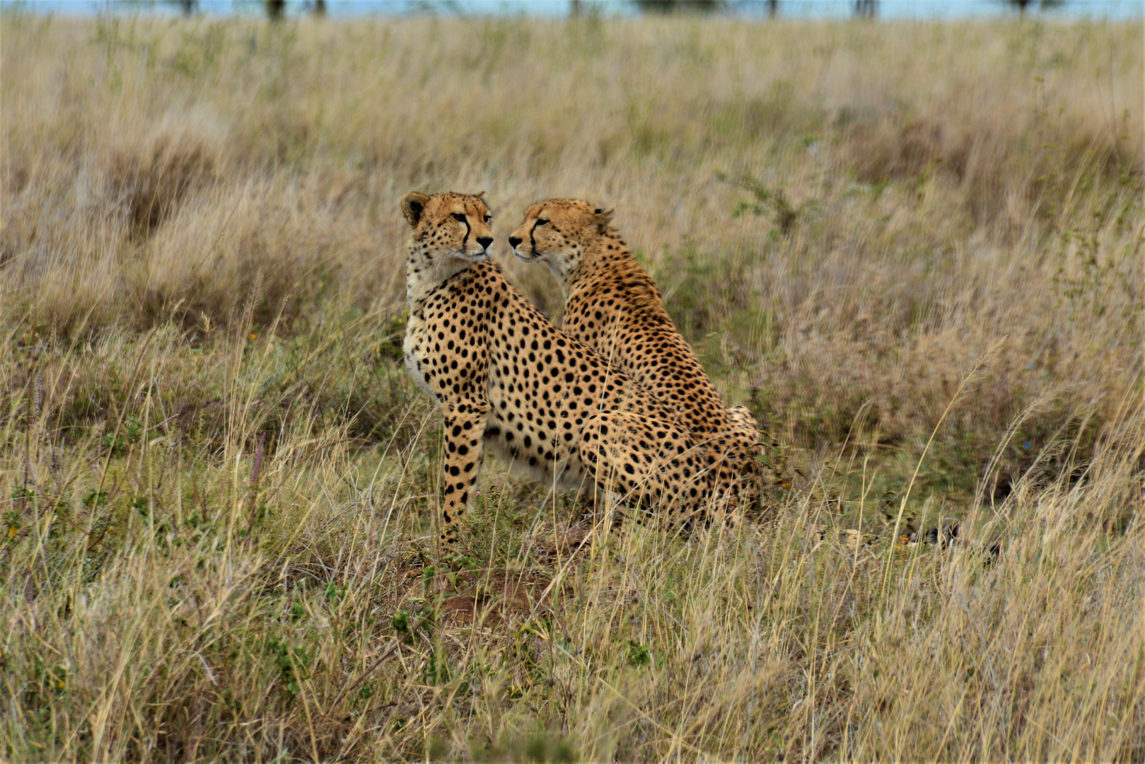 Geparden in Tanzania