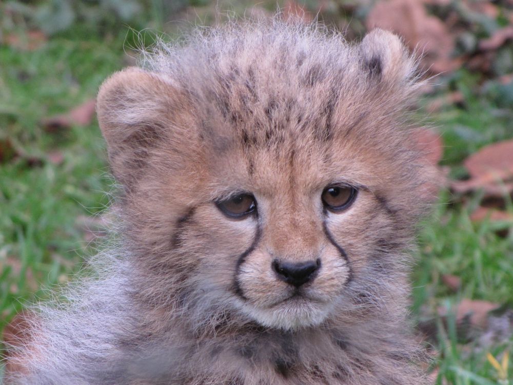 Geparden-Junges im Krefelder Zoo