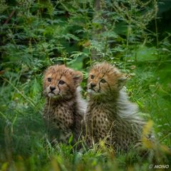 Geparden-Kids