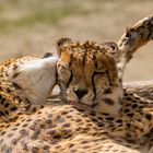 Geparden-Liebe (Begegnungen im Zoo, 3)