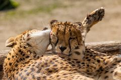 Geparden-Liebe (Begegnungen im Zoo, 3)
