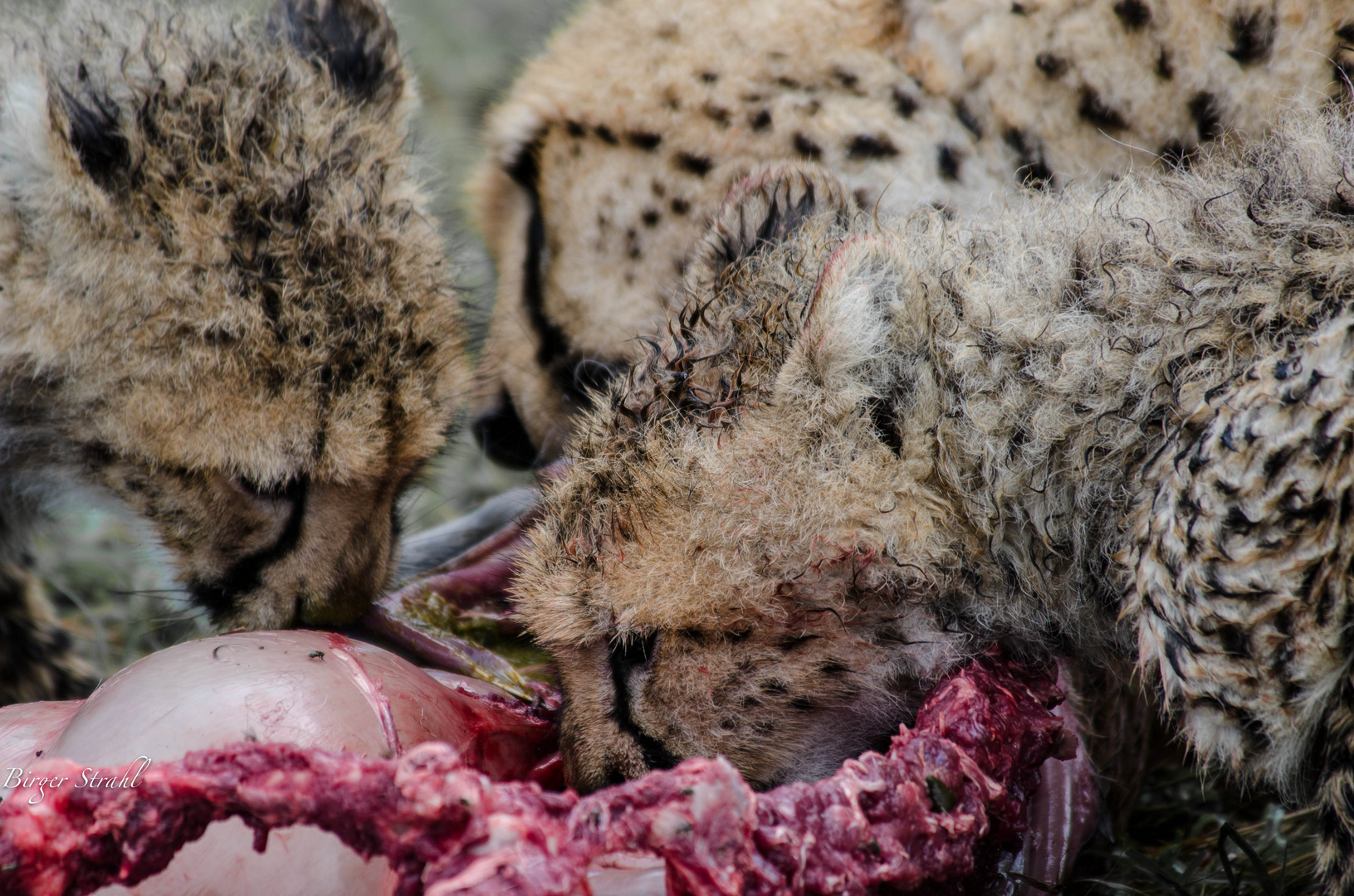 Geparden Lunch