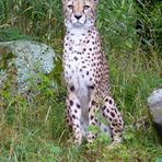 Geparden-Männchen Taboro im Kölner Zoo