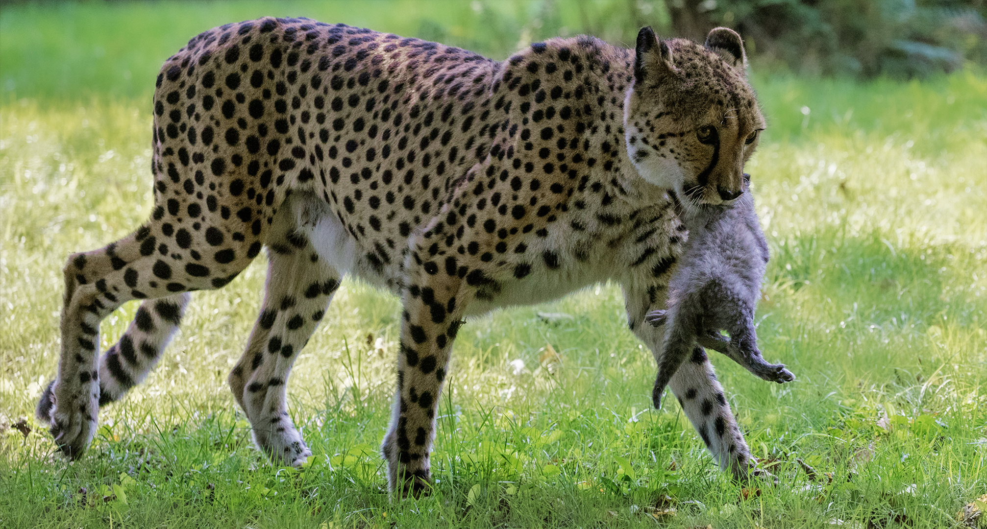 Geparden Mama mit Baby 2