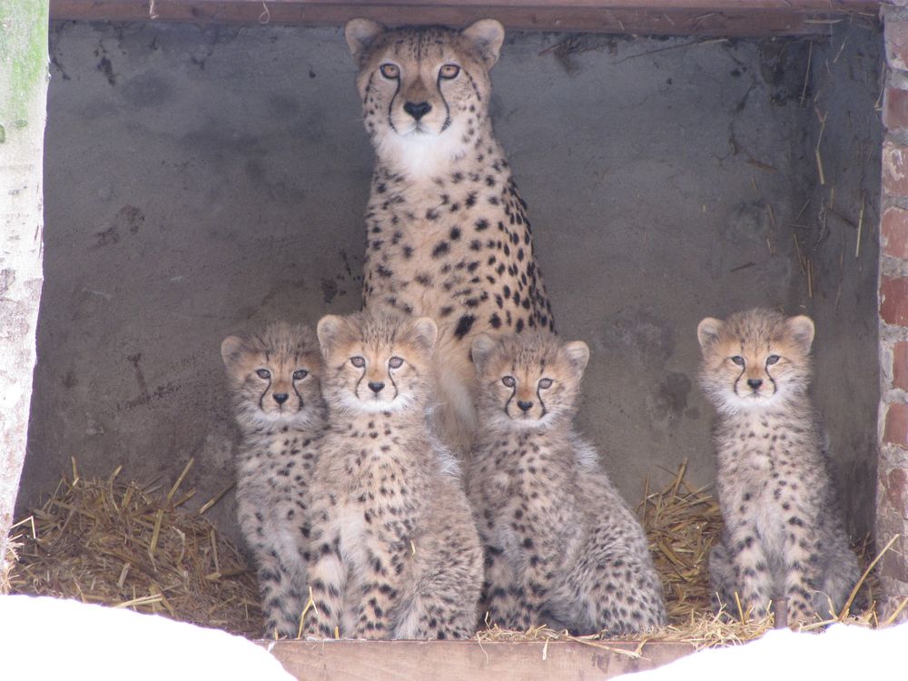 Geparden Mama samt ihrer vier Jungen