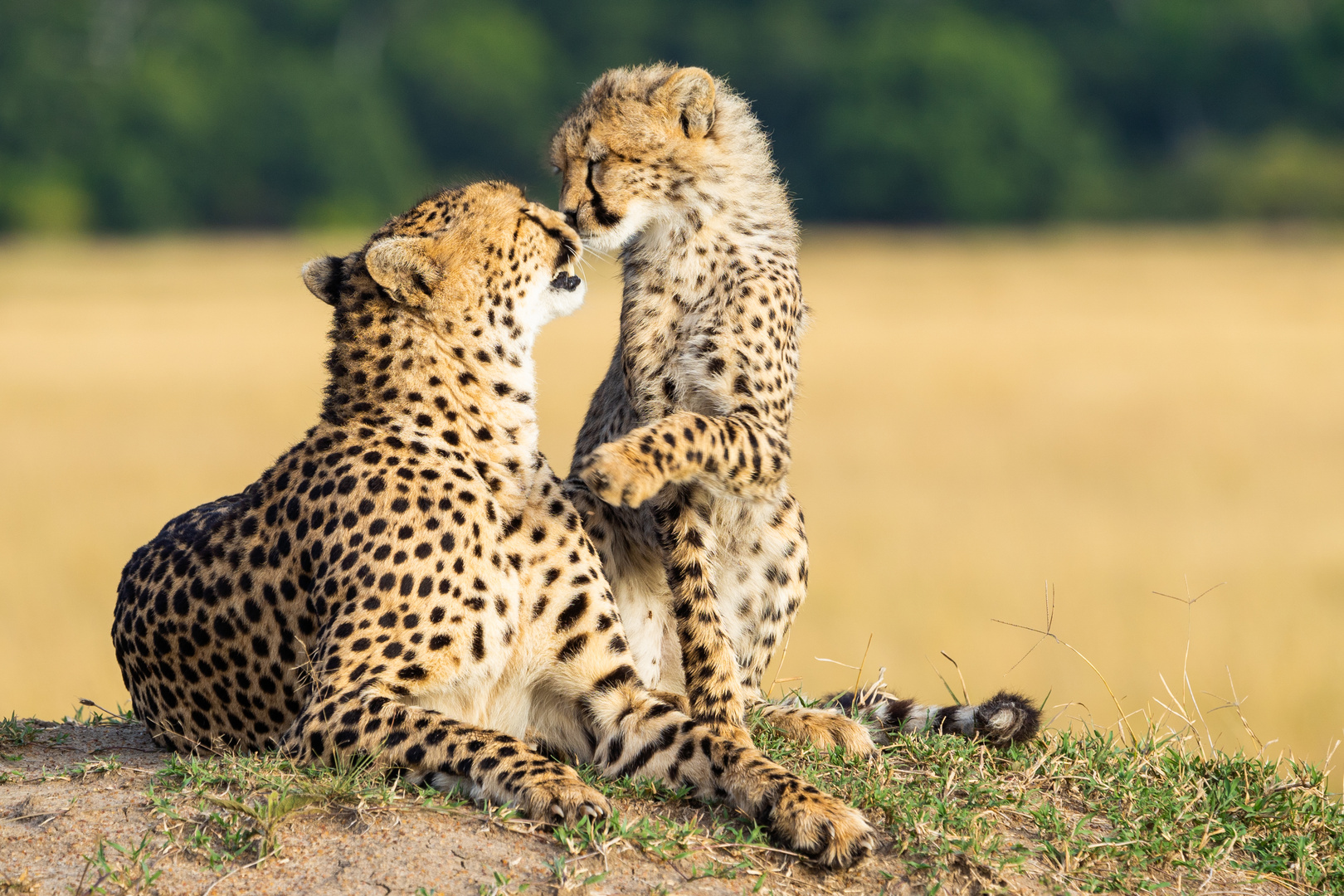 Geparden Mama und Sohn beim Küssen