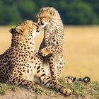 Geparden Mama und Sohn beim Küssen
