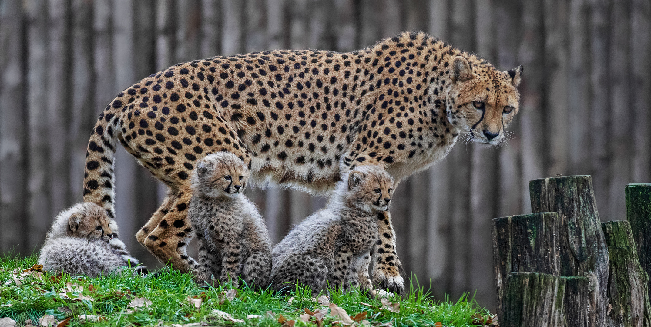 Geparden Mutter mit Babies 001