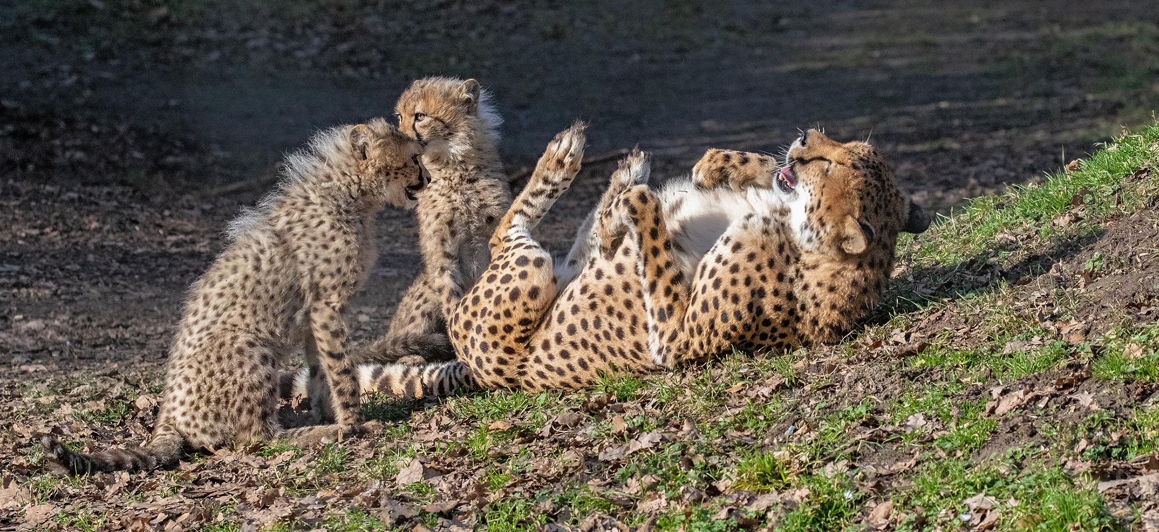 Geparden Mutter mit Babies 005