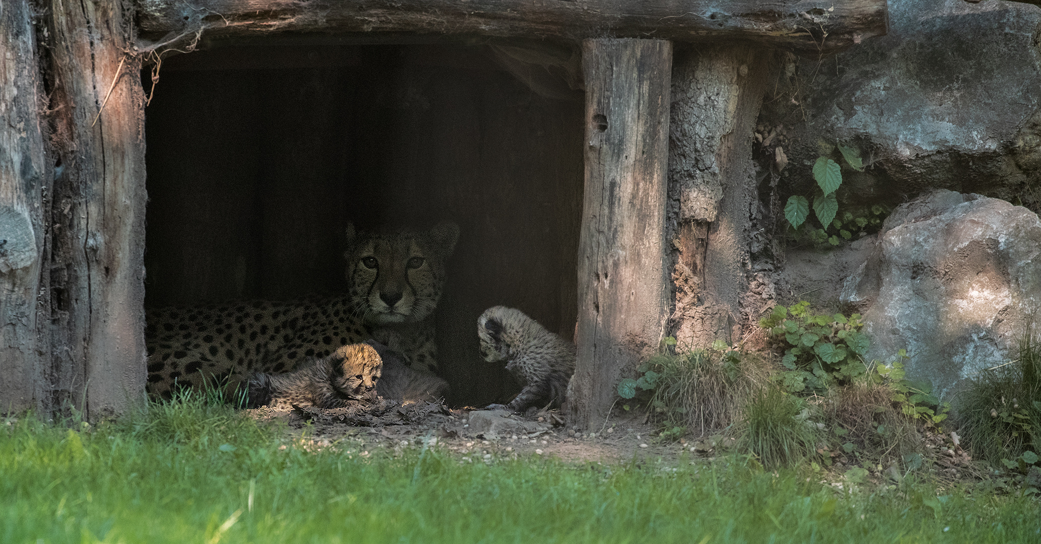 Geparden Mutter mit  Babies