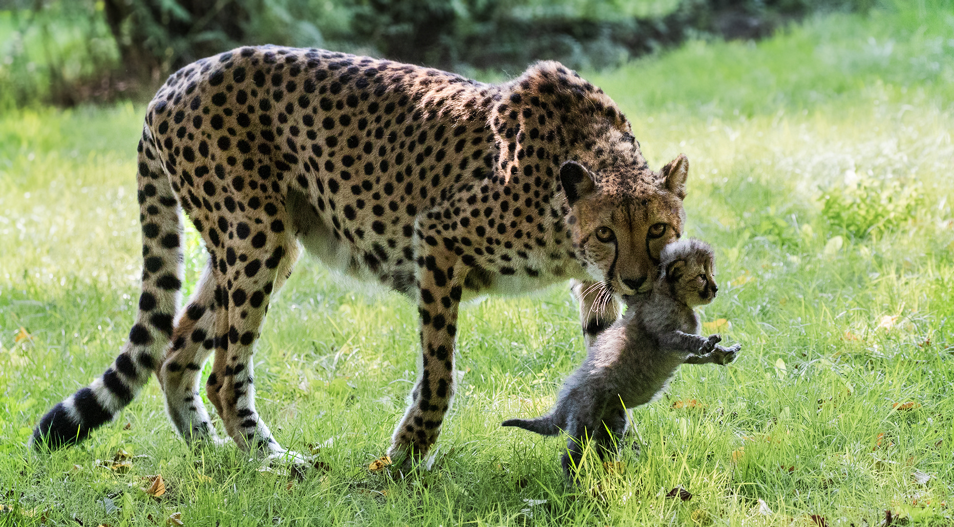 Geparden Mutter mit  Baby 026