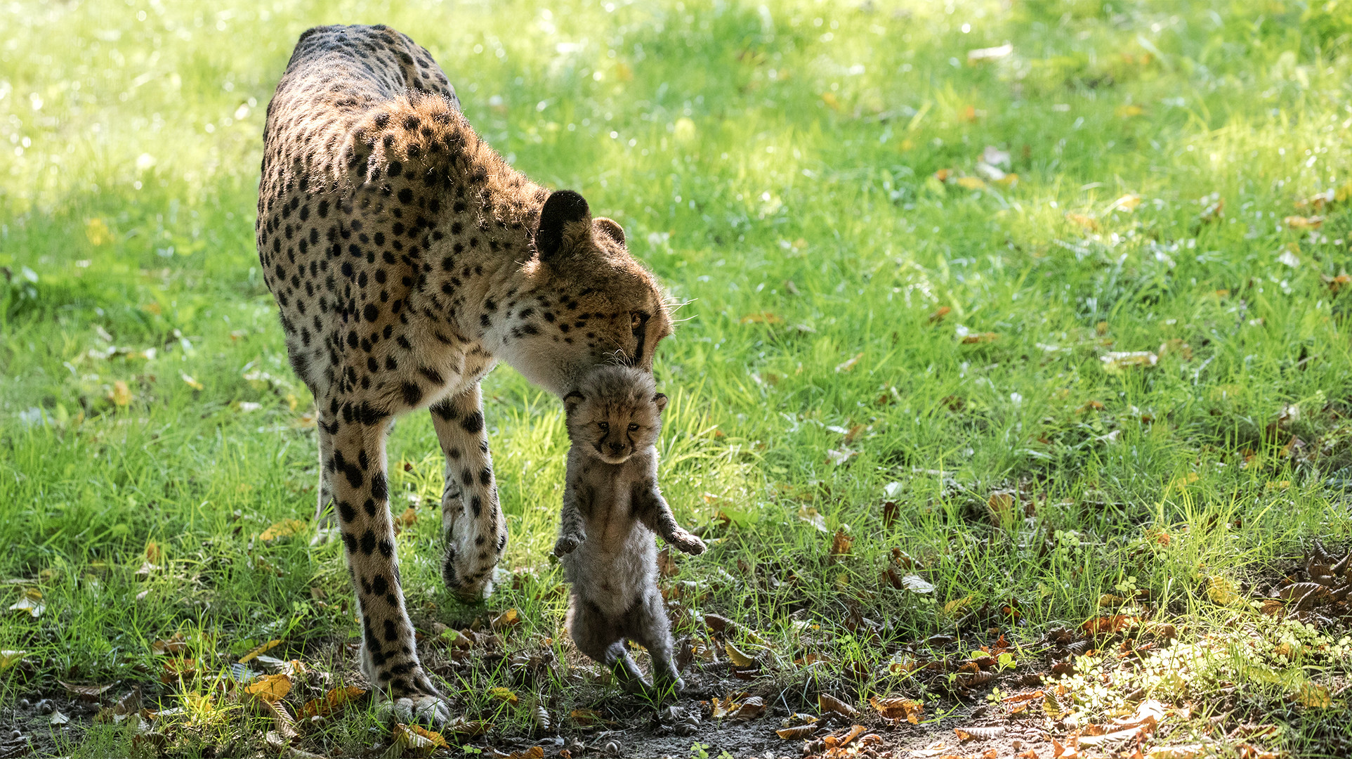 Geparden Mutter mit  Baby 036