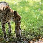 Geparden Mutter mit  Baby 036