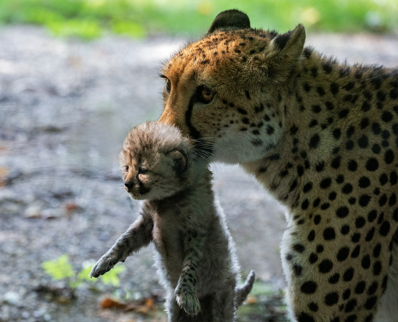 Geparden Mutter mit  Baby-Portrait 001 