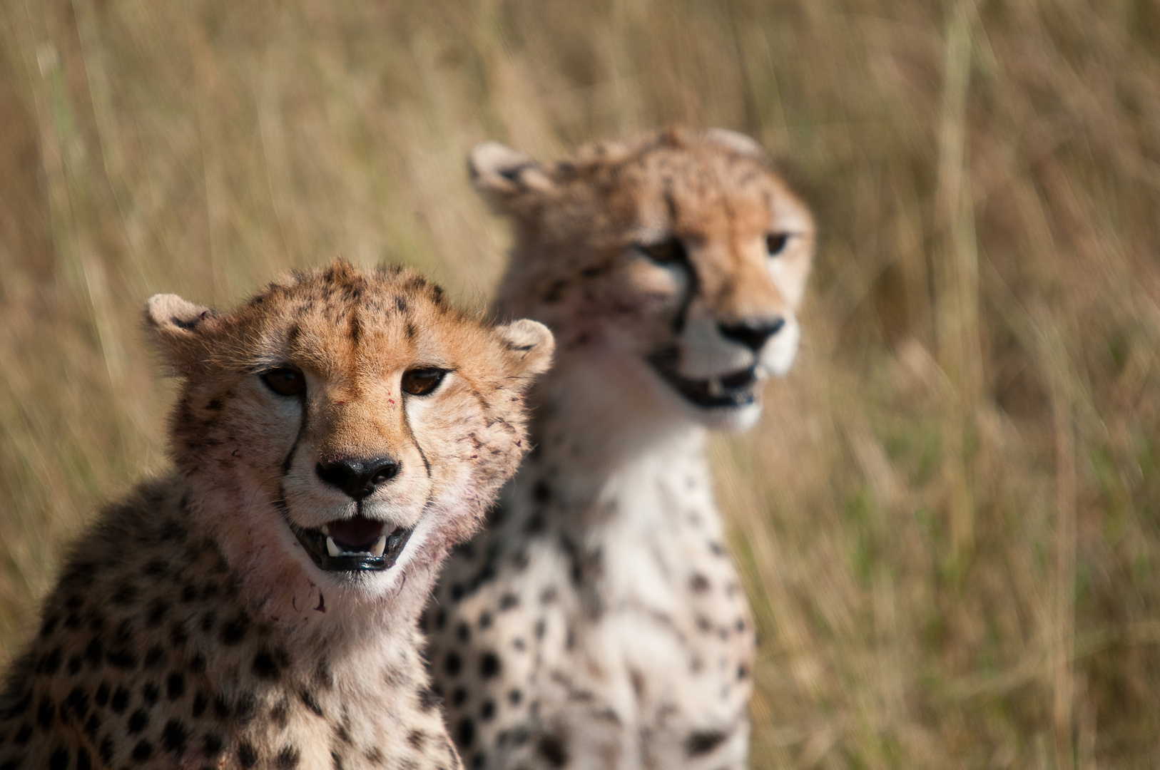 Geparden nach der Jagd in der Serengeti