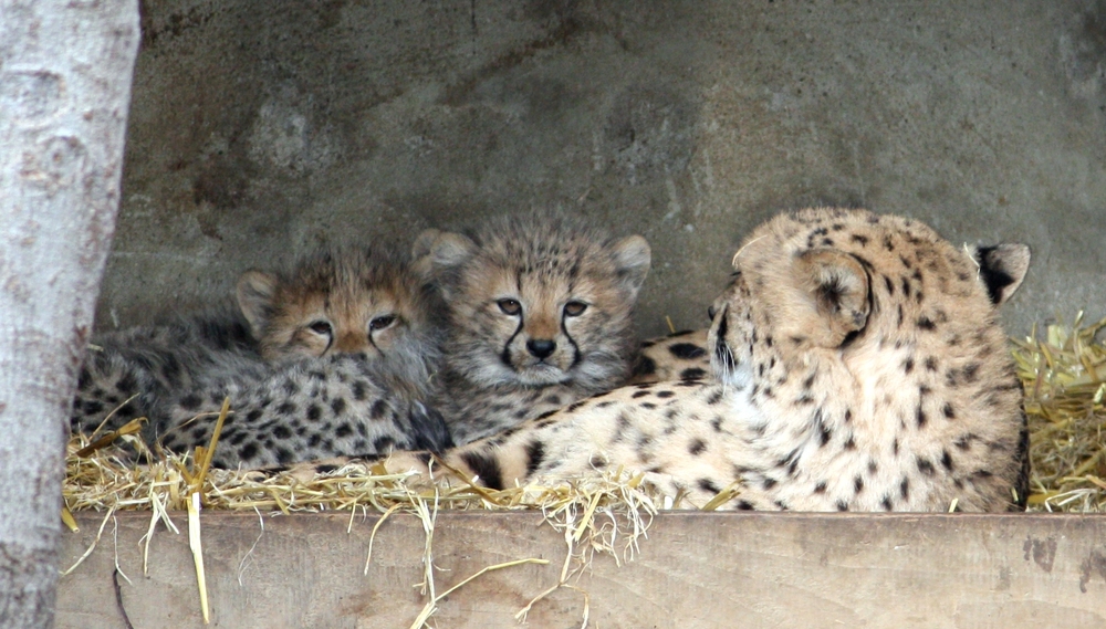 Geparden-Nachwuchs im Krefelder Zoo