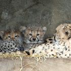 Geparden-Nachwuchs im Krefelder Zoo