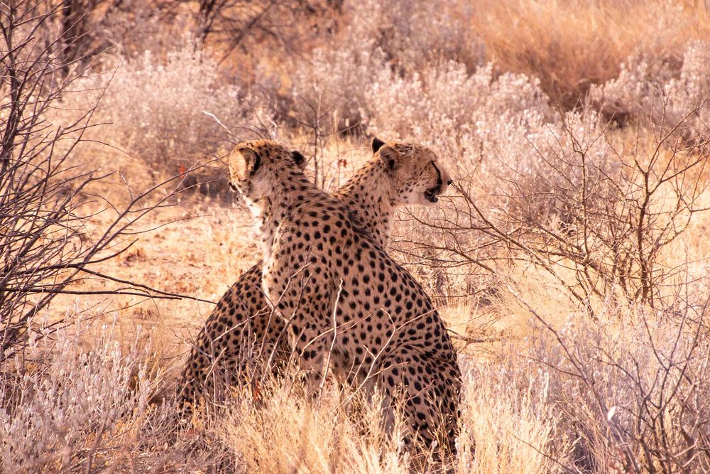 Geparden Namibia