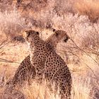 Geparden Namibia