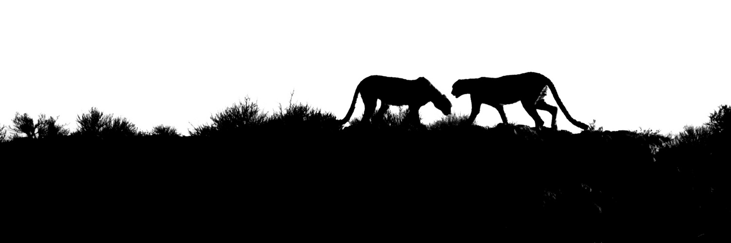 Geparden-Patrouille auf dem Dünenrand der Kalahari