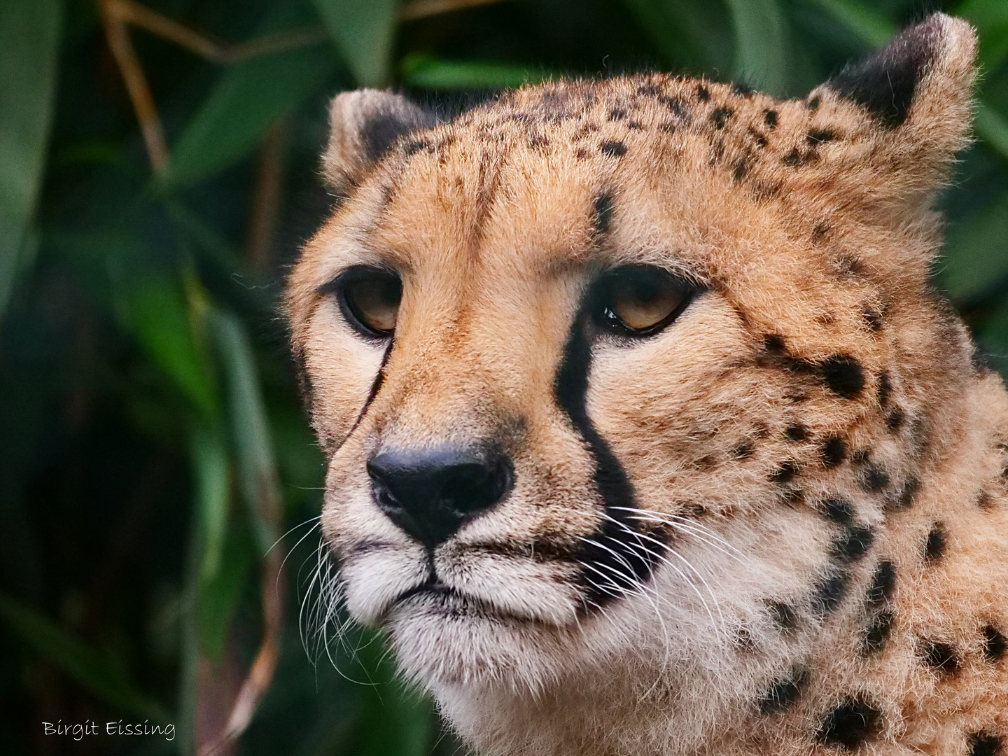 Geparden-Portrait