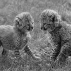 Gepardenbabies