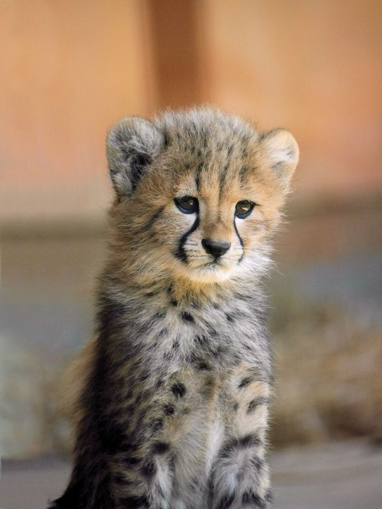 Gepardenbaby Foto &amp; Bild natur, zoo, tiere Bilder auf